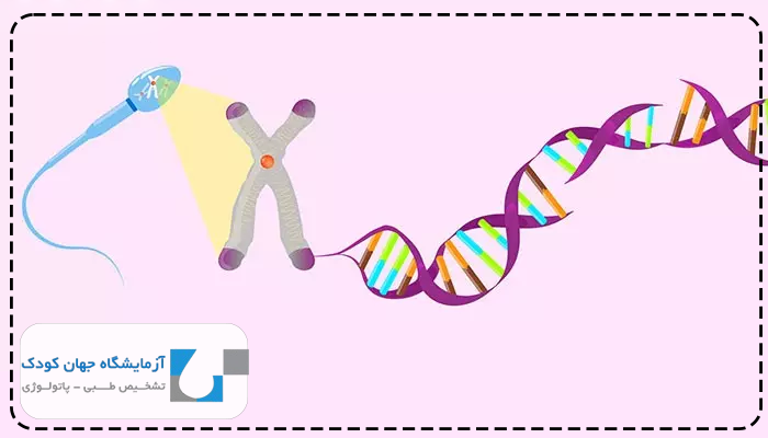 تست ژنتیک قبل از بارداری برای مرد