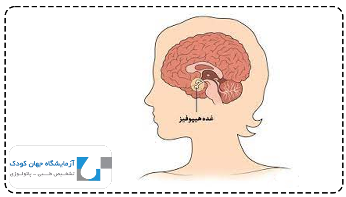 آزمایش پرولاکتین چیست